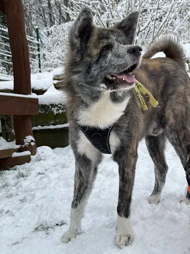 Na Psią Łapkę - Behawiorystka/ Trener psów Julia Osolińska